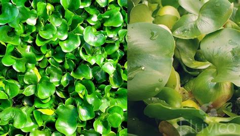 Water Hyacinth Care 101: From Planting to Blooming | Fluvico