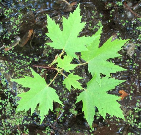 hybrid maple leaves in the swamp | red X silver maple leaves… | Flickr