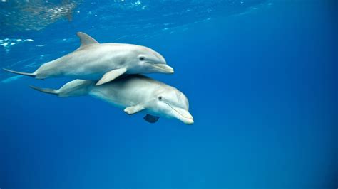 Bottlenose Dolphin Facts