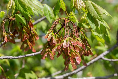 Buy Red Maple for Sale Online | Direct Native Plants