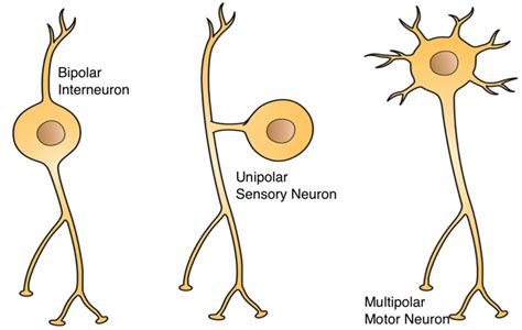 Stimulus - Definition and Examples - Biology Online Dictionary