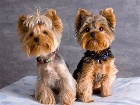 Top 35 Latest Yorkie Haircuts Pictures - Yorkshire Terrier Haircuts