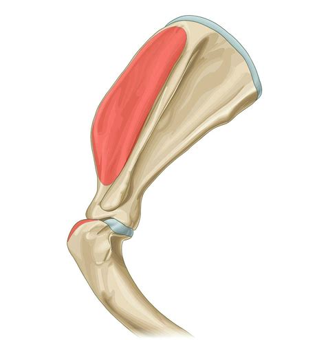 Supraspinatus muscle - Muscle attachments - vet-Anatomy - IMAIOS