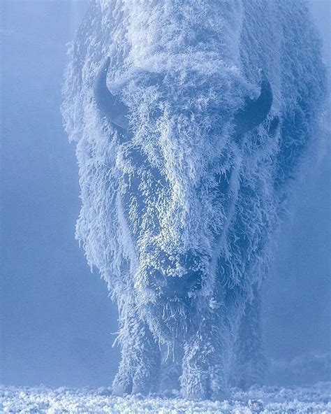 Incredible shot of bison in Yellowstone National Park : r/pics