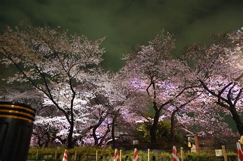 File:Cherry blossoms tokyo 3.JPG - Wikimedia Commons