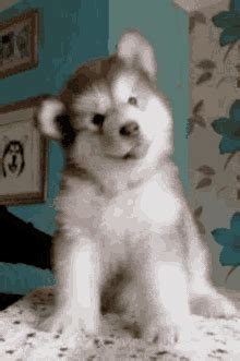 Dog Puppy GIF – Dog Puppy Dancing – discover and share GIFs