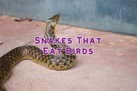 12 Types Of Snakes That Eat Birds (With Pictures)