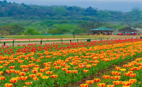 Popular Must Visit Gardens in Jammu & Kashmir | J & K Tourism