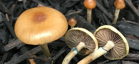 Psilocybin Mushroom Strains to Know About - Beatrice Society