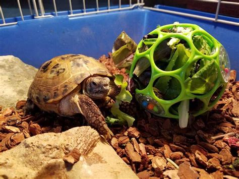 Sulcata Tortoise Care Uk - caridolan