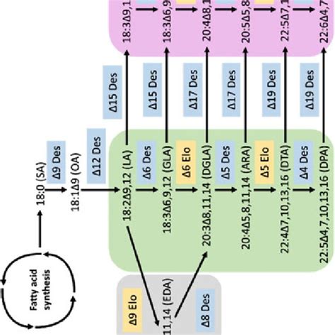 Unsaturated fatty acid synthesis. (a) Synthesis of unsaturated fatty ...