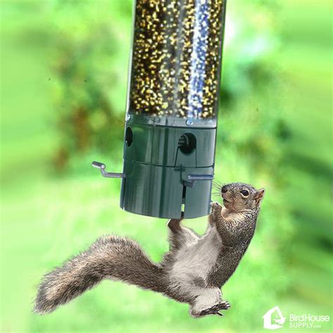 Bird Feeders Squirrel Proof | Bruin Blog