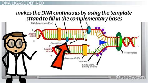 DNA Ligase | Definition, Function & Role - Lesson | Study.com