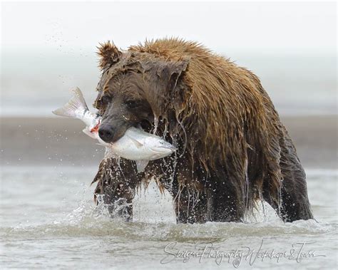 Brown bear catches salmon on Silver Salmon Creek - Shetzers Photography