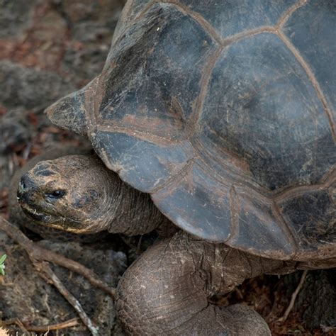 Premium Photo | Giant tortoise, charles darwin research station, santa cruz island, galapagos ...