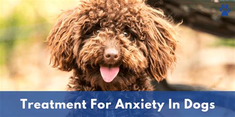 Treatment For Anxiety In Dogs | Learn To Be A Better Dog Owner