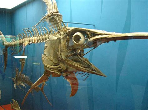 Skeleton of a Swordfish Animal Anatomy, Human Anatomy, Medical ...