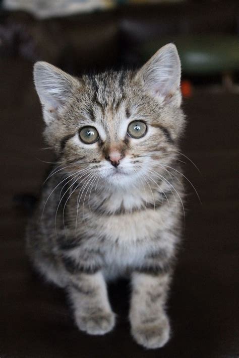 "Penny" our tiger striped kitten | Grey tabby kittens, Orange kittens ...