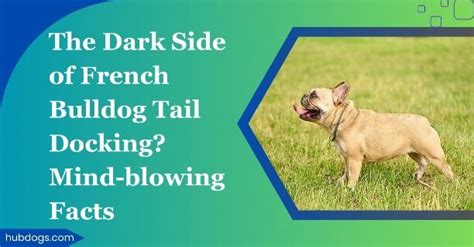 The Dark Side of French Bulldog Tail Docking? Mind-blowing Facts