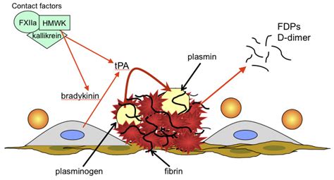 Fibrinolysis | eClinpath