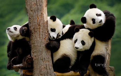 Charming Pandas HD Wallpaper Delight