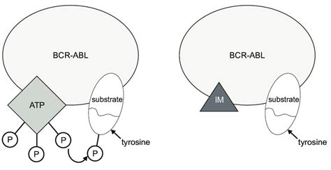 Mechanism of action of imatinib mesylate (Gleevec ® ). Imatinib... | Download Scientific Diagram