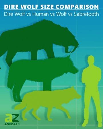 Dire Wolf Size Comparison - A-Z Animals