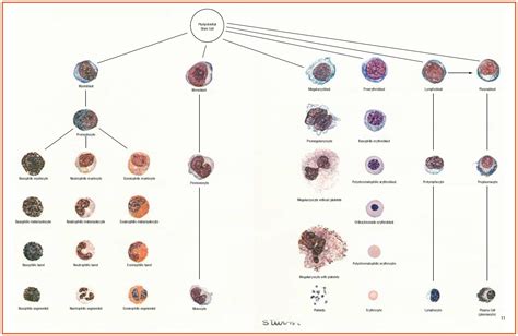 White blood cells: Description, Classification and Formation | Medical Laboratories