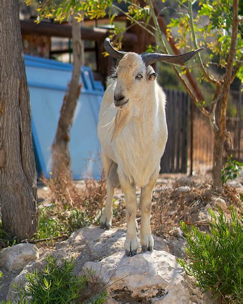 Calm purebred goat standing in farm backyard in sunlight · Free Stock Photo