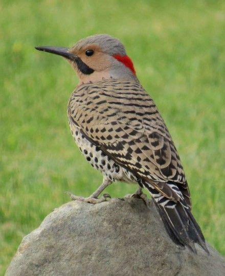 Types Of Woodpeckers In Ontario - Where The Woodpeckers Are ...