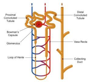 The Nephron – Animal Physiology