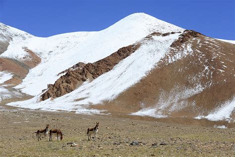 Kiangs, Chantang Wildlife Sanctuary, Ladakh, India Photograph by ...