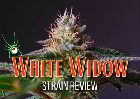 White Widow Strain Review & Growing Guide | Learn All About ...