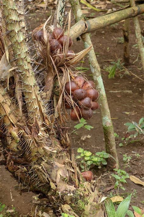 Salak Tree Salacca Zalacca Sweet Variety Fruit Stock Photo - Image of ...