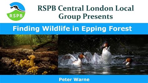 Finding Wildlife in Epping Forest by Peter Warne - YouTube