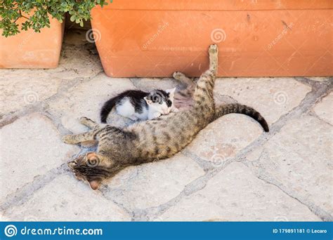 Stray Cat feeding kitten stock image. Image of mammal - 179891181