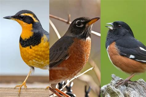 7 Birds Similar To Robins (Pictures) » Golden Spike Company