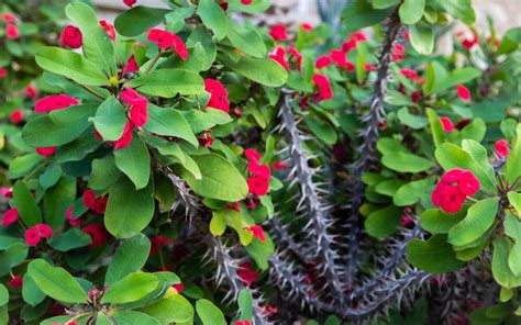 How to Grow Crown of Thorns Indoors & Outdoors (3 PROVEN Tips) - The ...