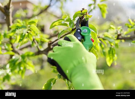 Spring pruning of garden fruit trees and bushes Stock Photo - Alamy