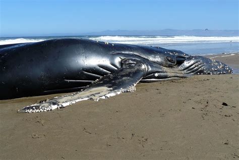 File:Ventral Grooves on a Dead Humpback Whale (Megaptera novaeangliae ...