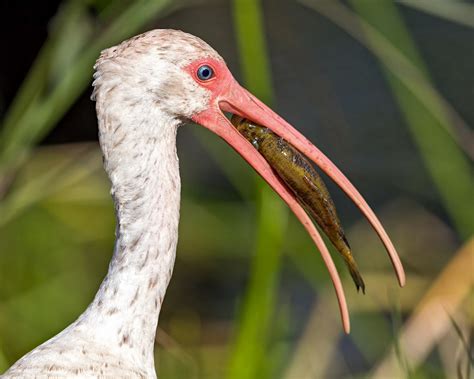 Ibis Bird Facts Threskiornithidae AZ Animals