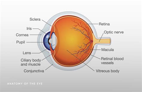 The Anatomy of the Eye - Union Square Eye Care