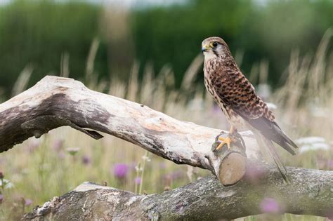 Pin by Emily Mudie Photography on Photographing Birds Of Prey at the ...