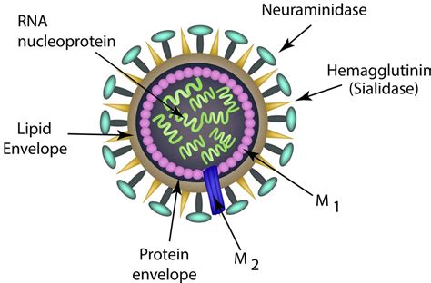 Influenza Virus Structure Types Nomenclature Transmission | My XXX Hot Girl