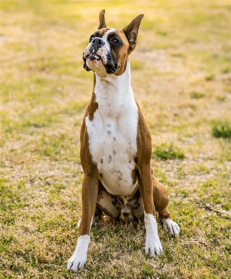 Types of Boxer Dog Breeds & Colors: American, UK & German Boxers - Marvelous Dogs