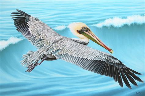 Flying Pelican Painting by Tish Wynne - Fine Art America