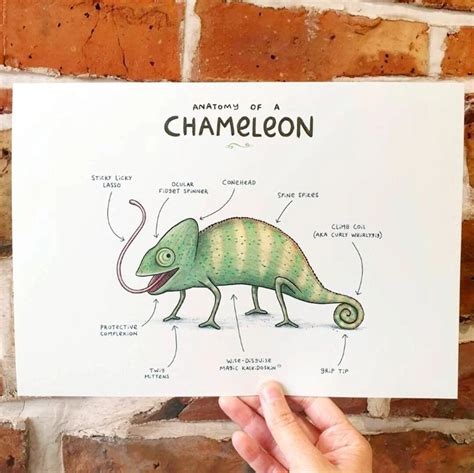 Anatomy of a Chameleon A4 Signed Print - Etsy