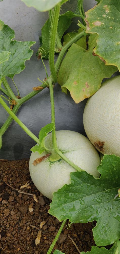 Musk Melon Available in Bulk - Farm Questions - FarmNest India Farm Community