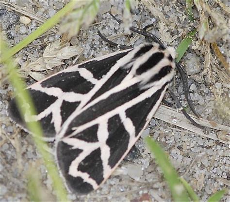 Pink, Black and White Moth with Bold Geometric Pattern #! - Grammia | Moth, Black and white ...