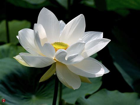 FROM THE GARDEN OF ZEN: A sacred lotus flowers in Tsurugaoka-hachimangu